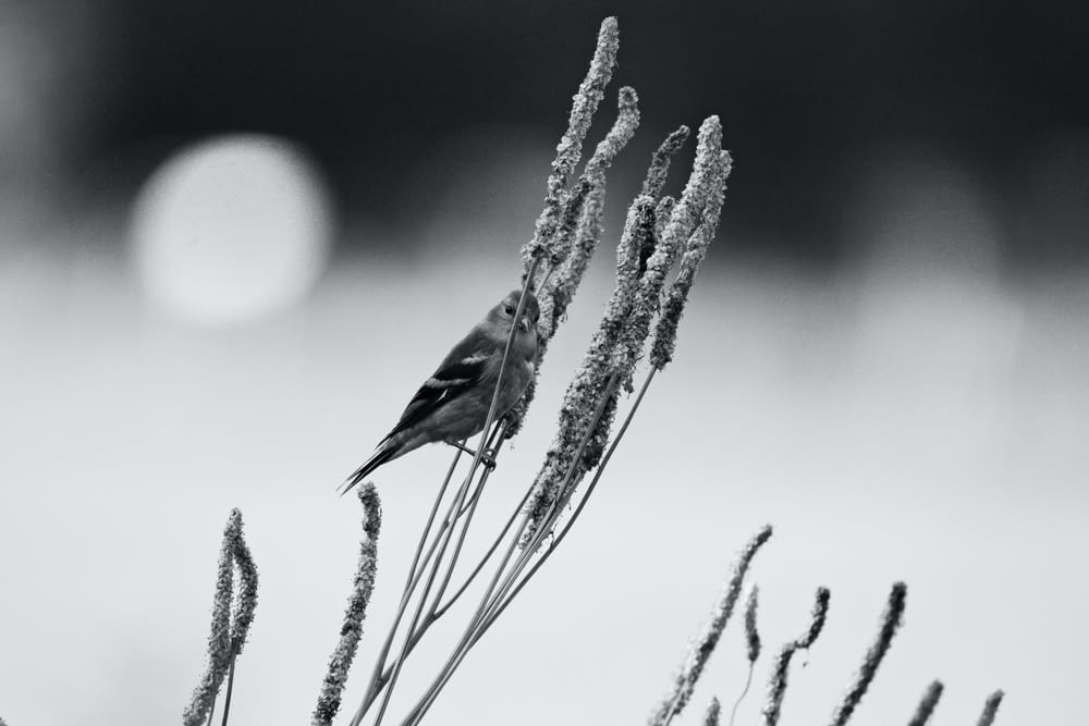 a black and white photo of a bird on a plant