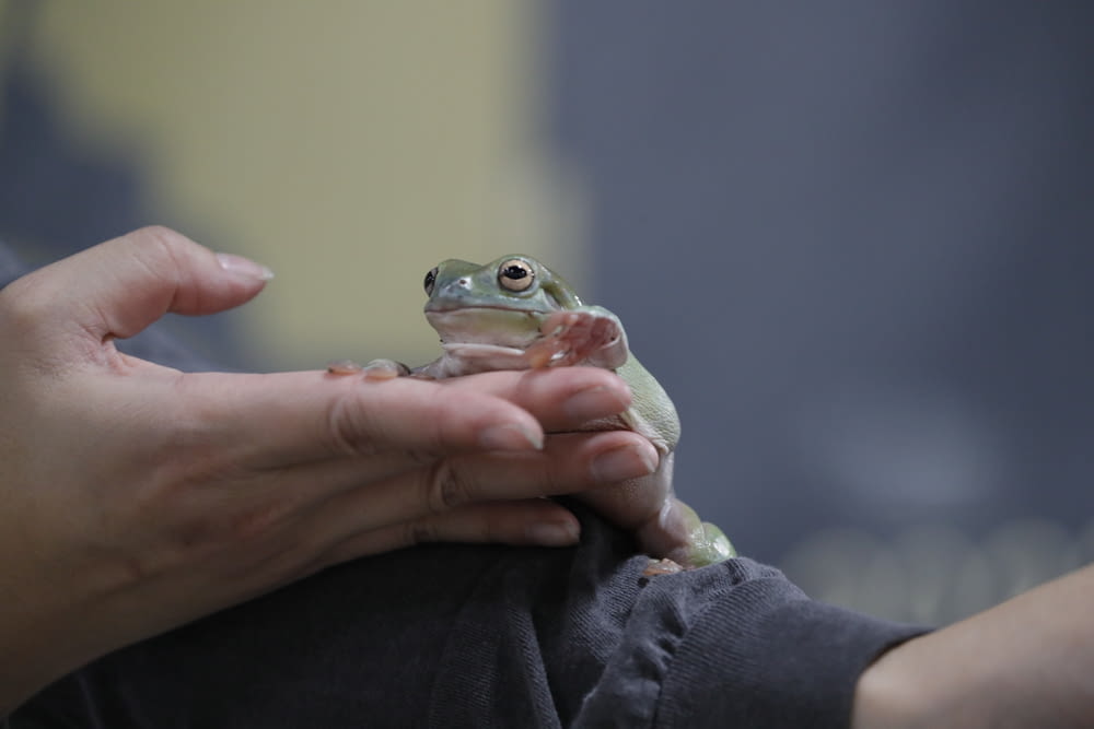 a person holding a small frog in their hands
