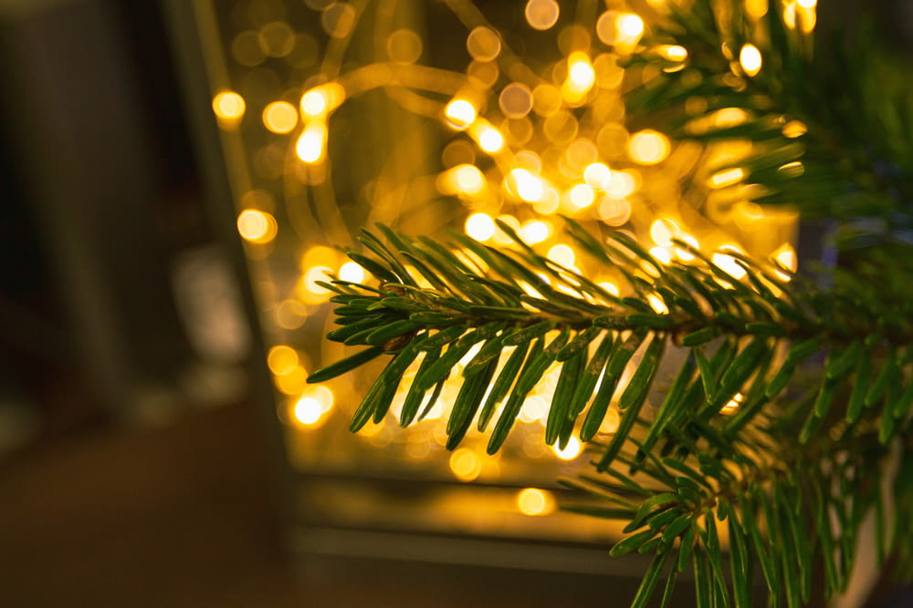a close up of a pine tree branch with lights in the background