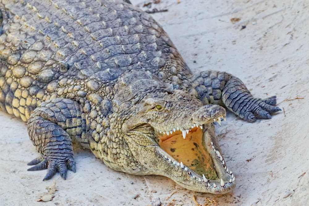 a large alligator is laying on the ground