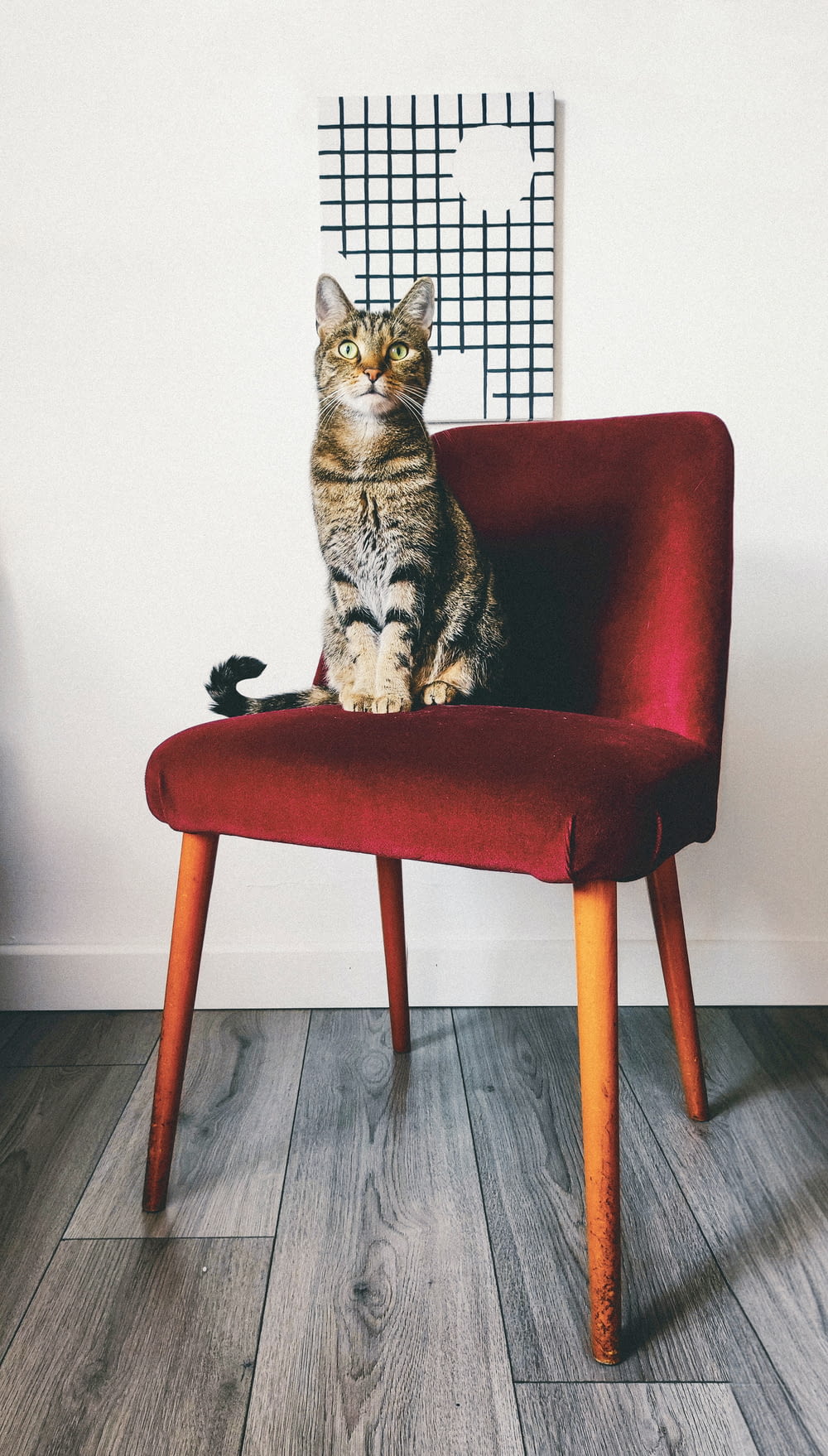 a cat sitting on a chair in a room