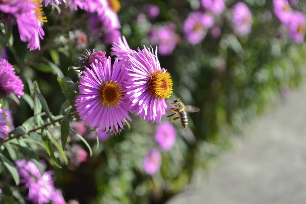 a bee on a purple flower in a garden