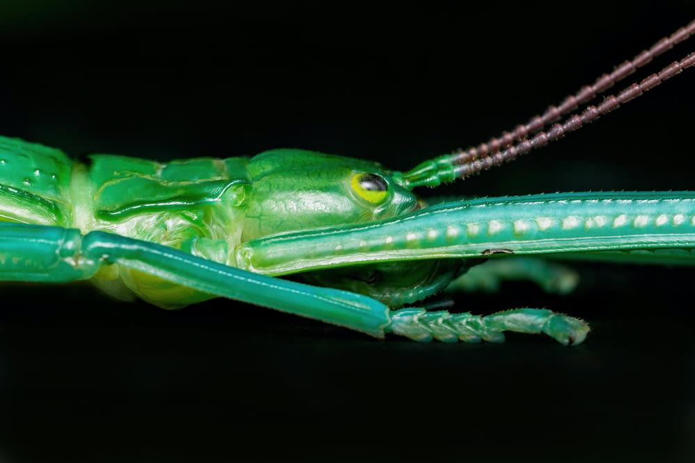 a close up of a grasshopper on a black surface