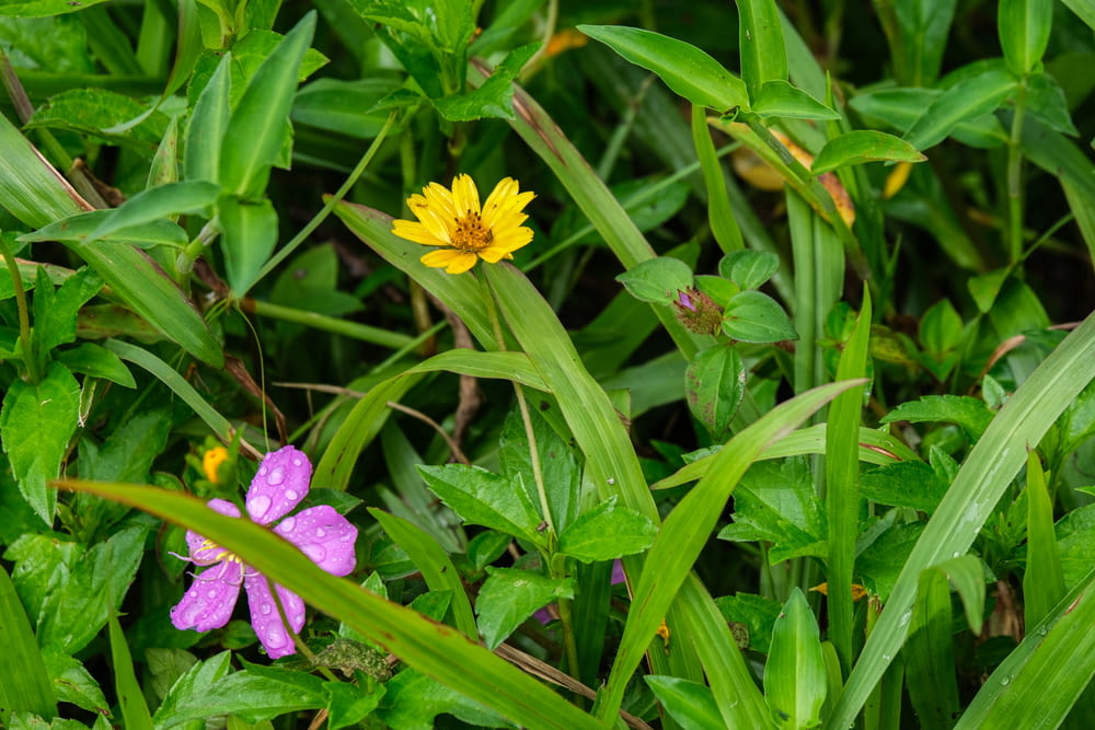 a yellow and purple flower sitting in the grass