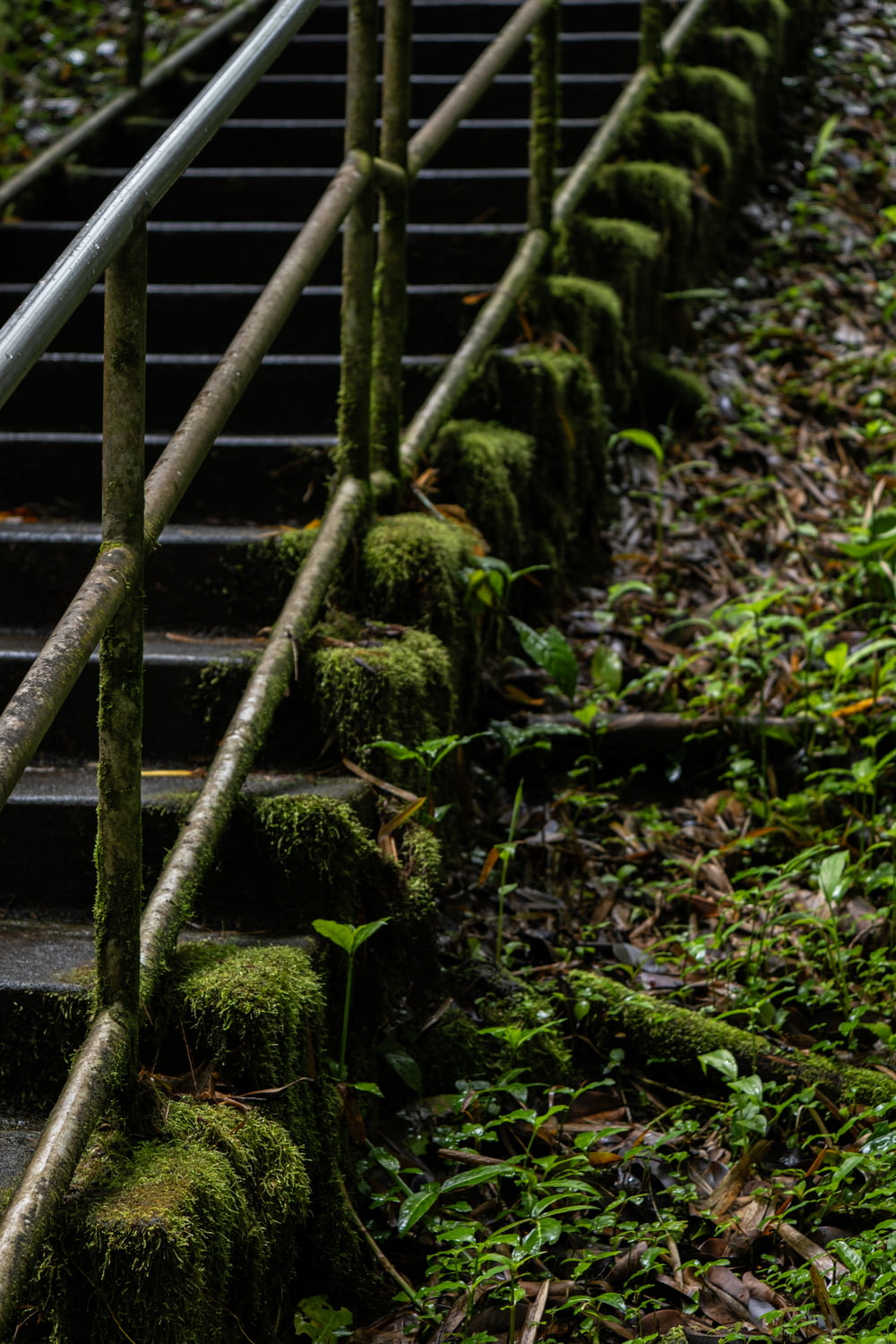 a set of stairs with moss growing on them