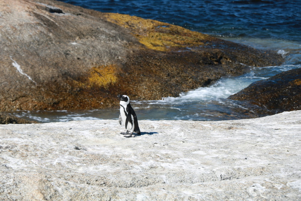 a penguin standing on a rock near the ocean