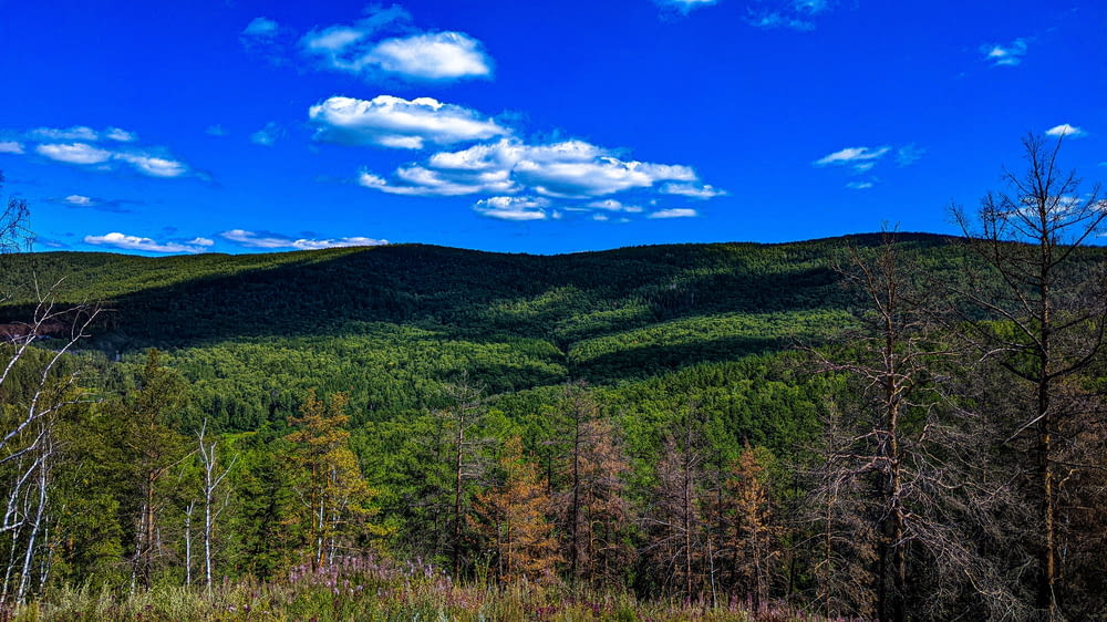 a scenic view of a forested area with mountains in the background