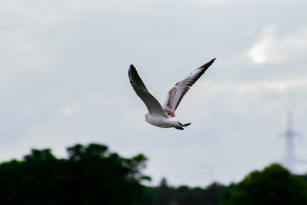a seagull flying in the sky with trees in the background