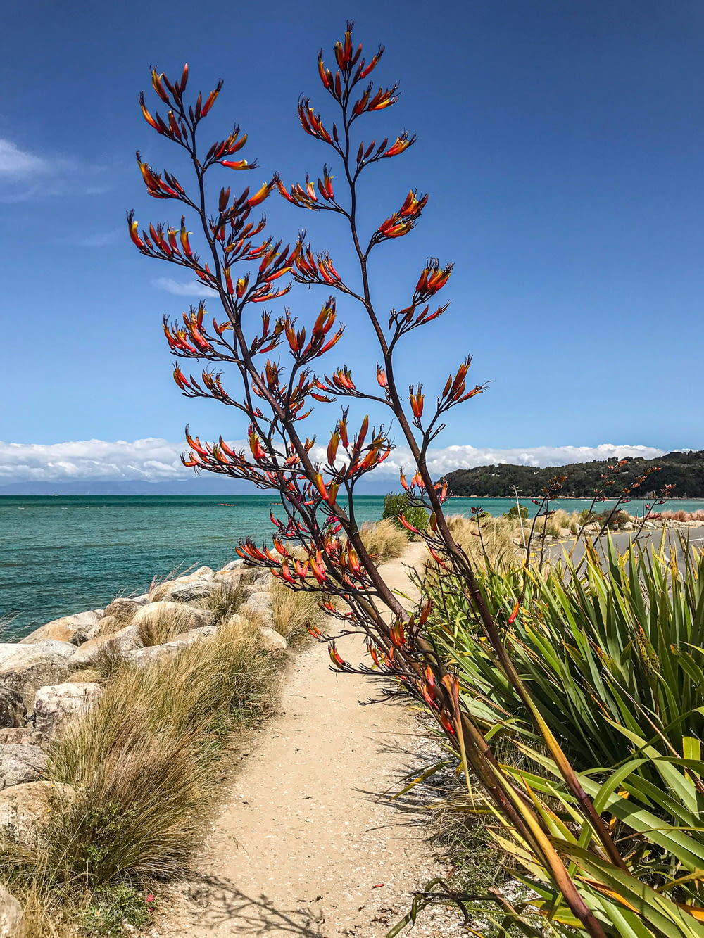 a plant with red flowers near the ocean