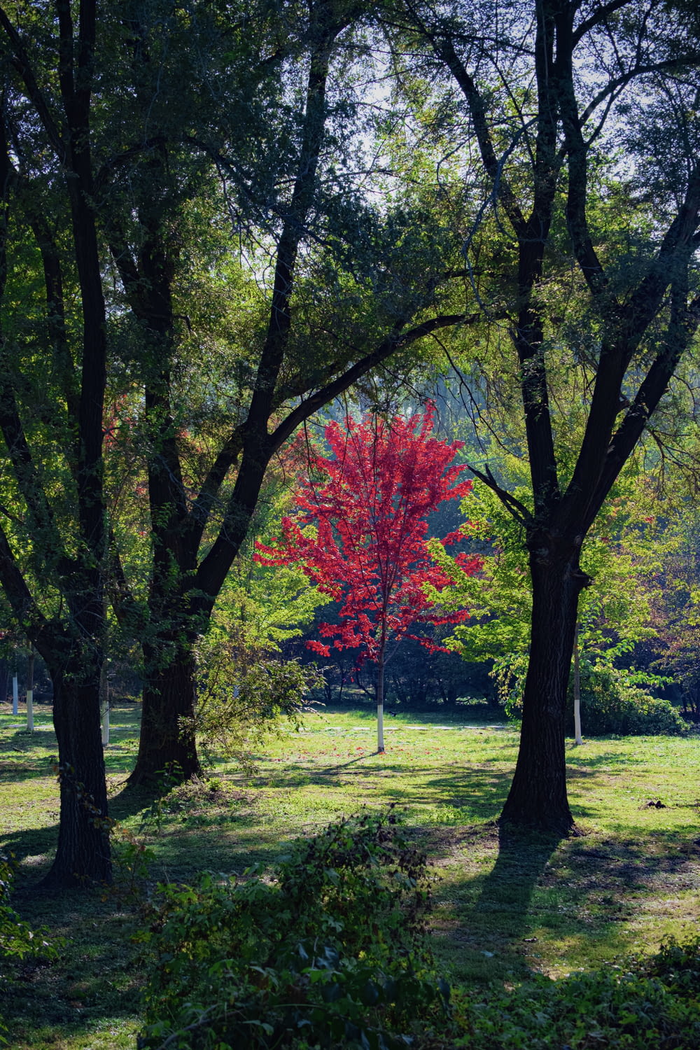 a red tree in the middle of a park