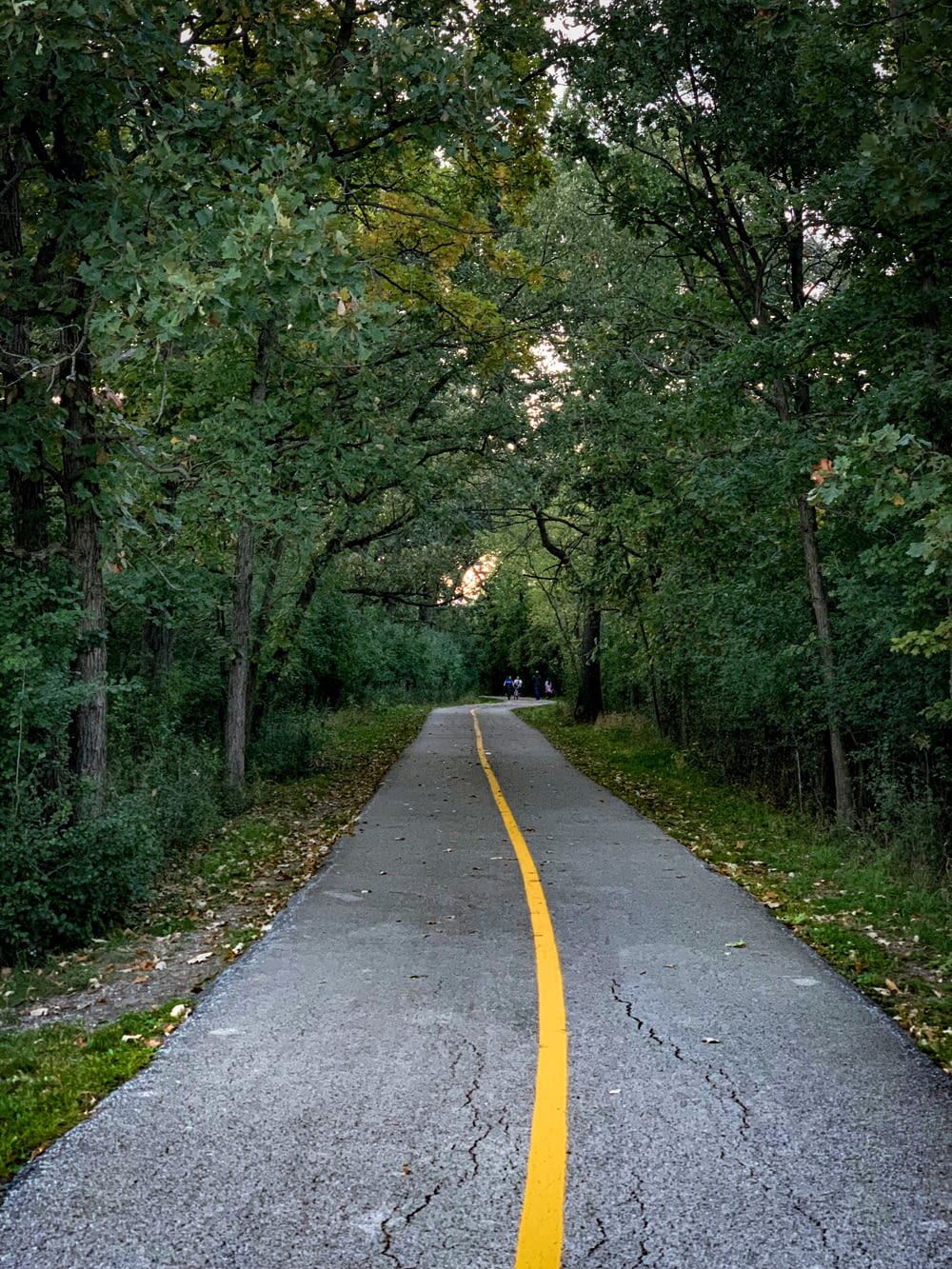 a yellow line on a paved road surrounded by trees