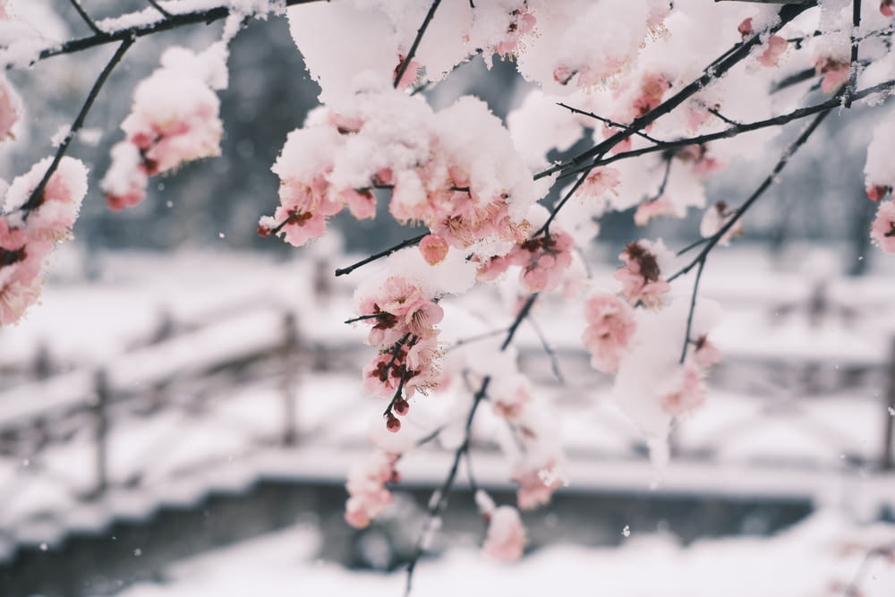 a snow covered tree branch with pink flowers