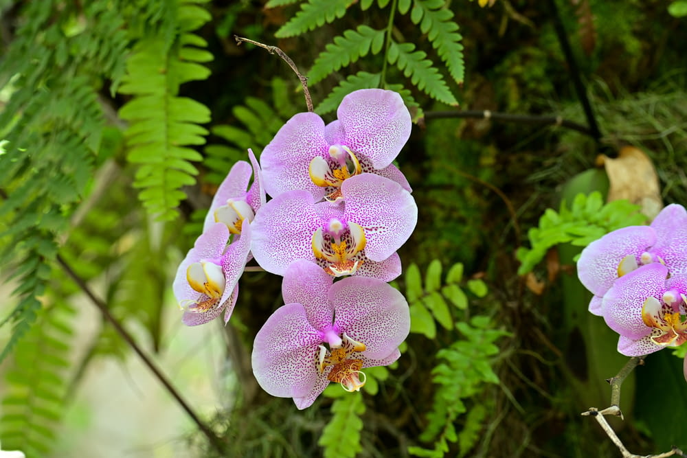 a group of purple flowers sitting on top of a lush green forest