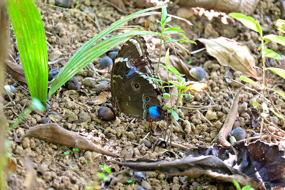 a blue and black butterfly sitting on the ground