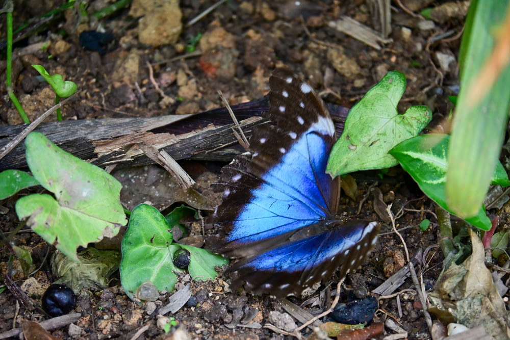 a blue and black butterfly laying on the ground