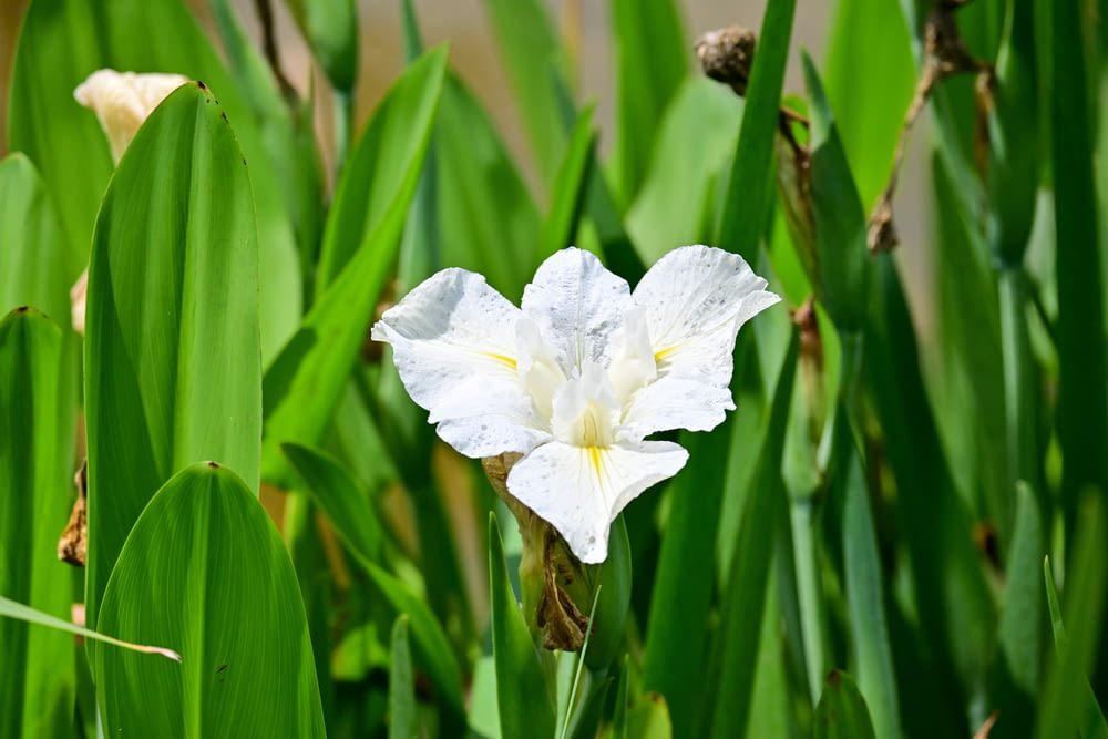 a white flower in a field of green grass