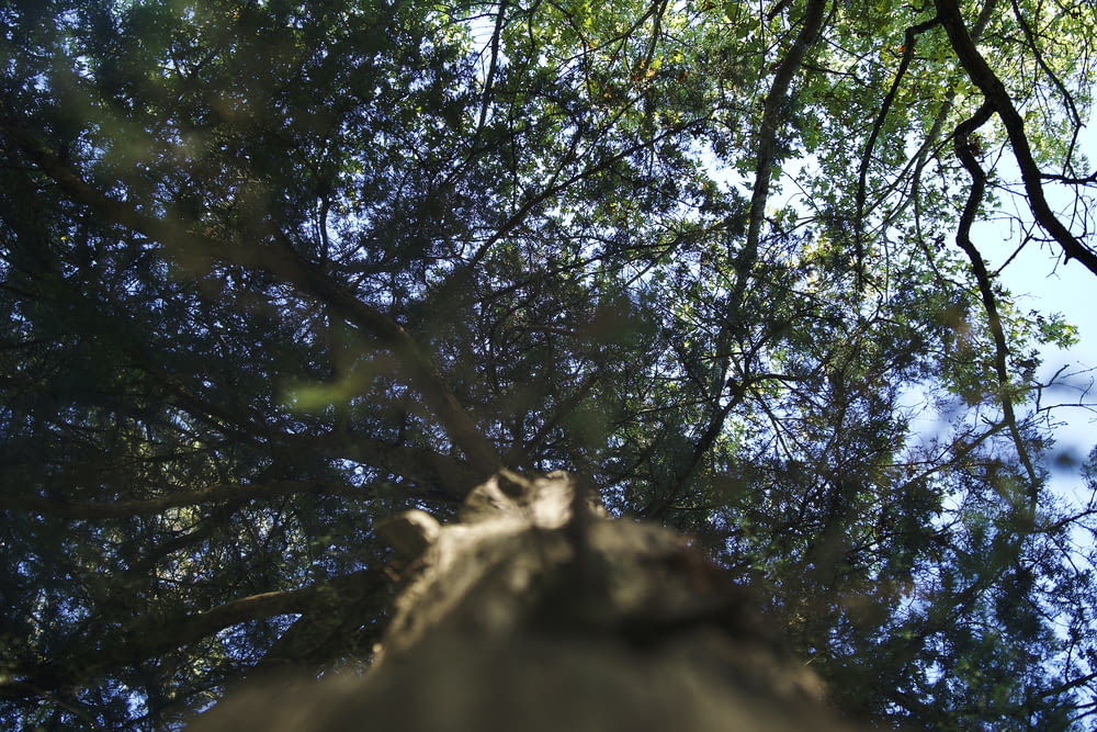 looking up at the branches of a large tree