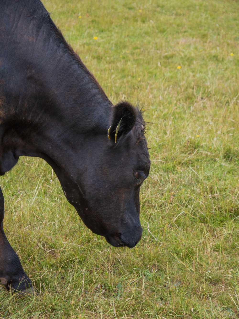 a black cow grazing on grass in a field