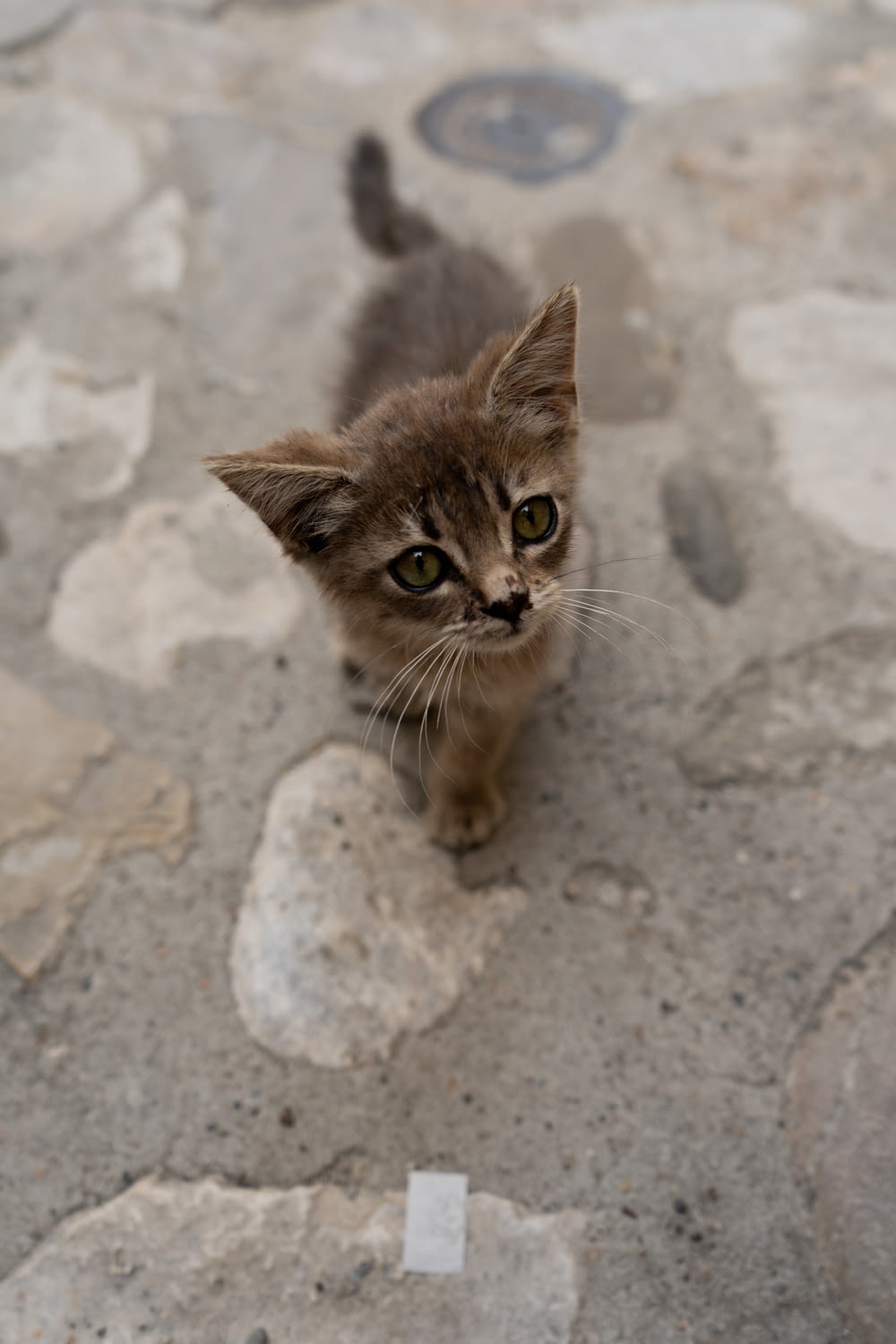 a small kitten standing on top of a stone floor