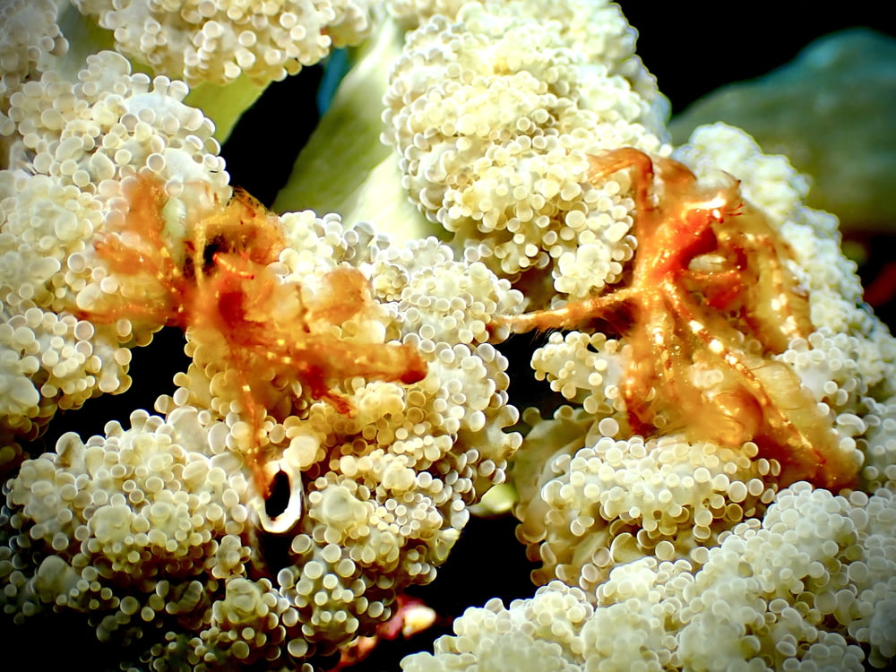 a close up of a bunch of white corals