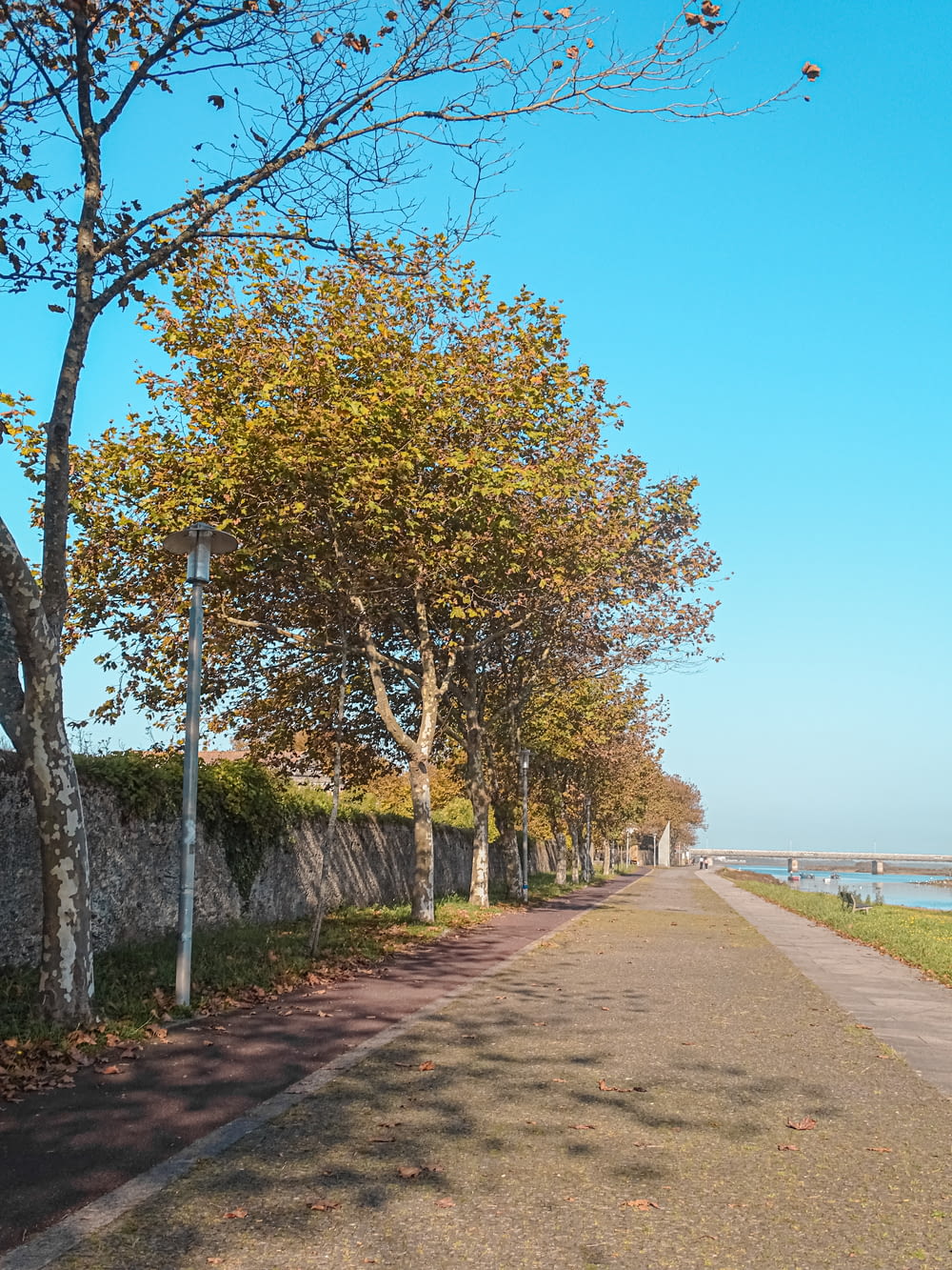 a tree lined street next to a body of water