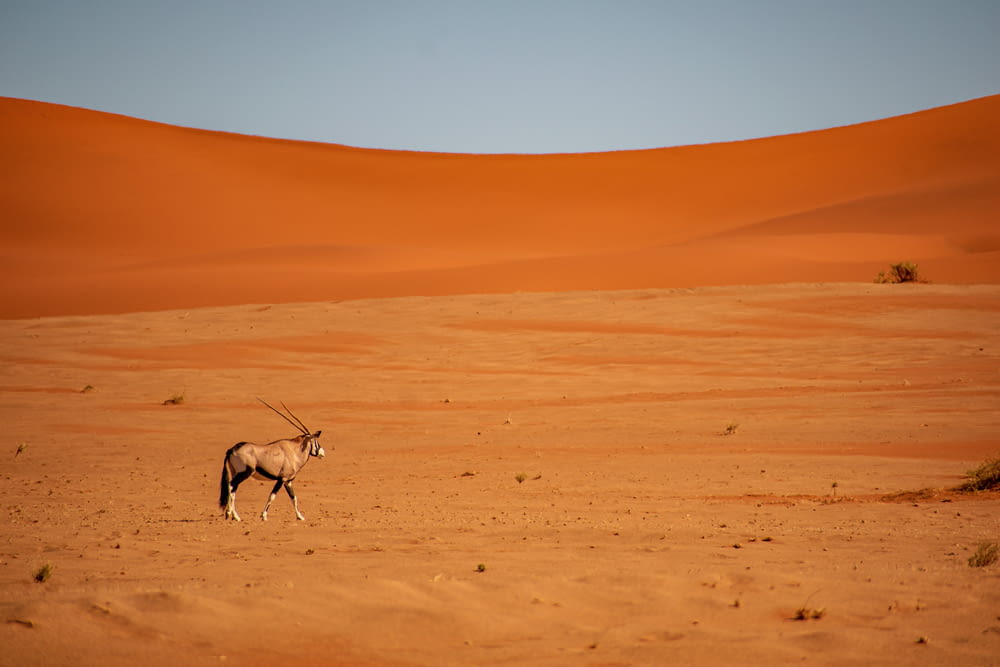 a single antelope in the middle of a desert