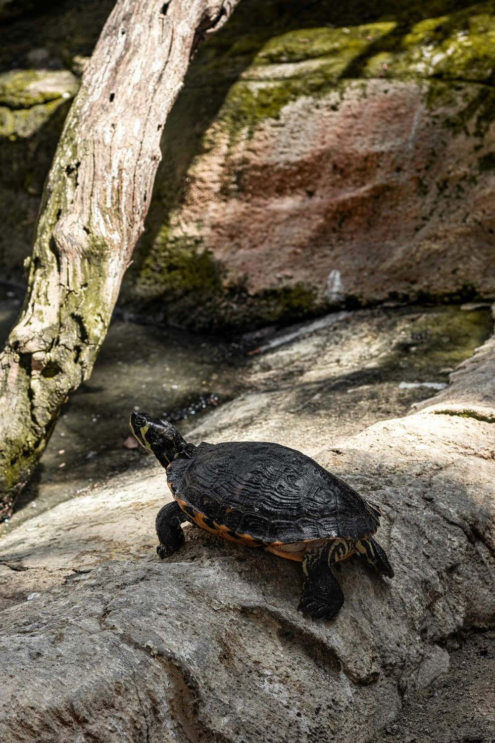 a turtle is sitting on a rock near a tree