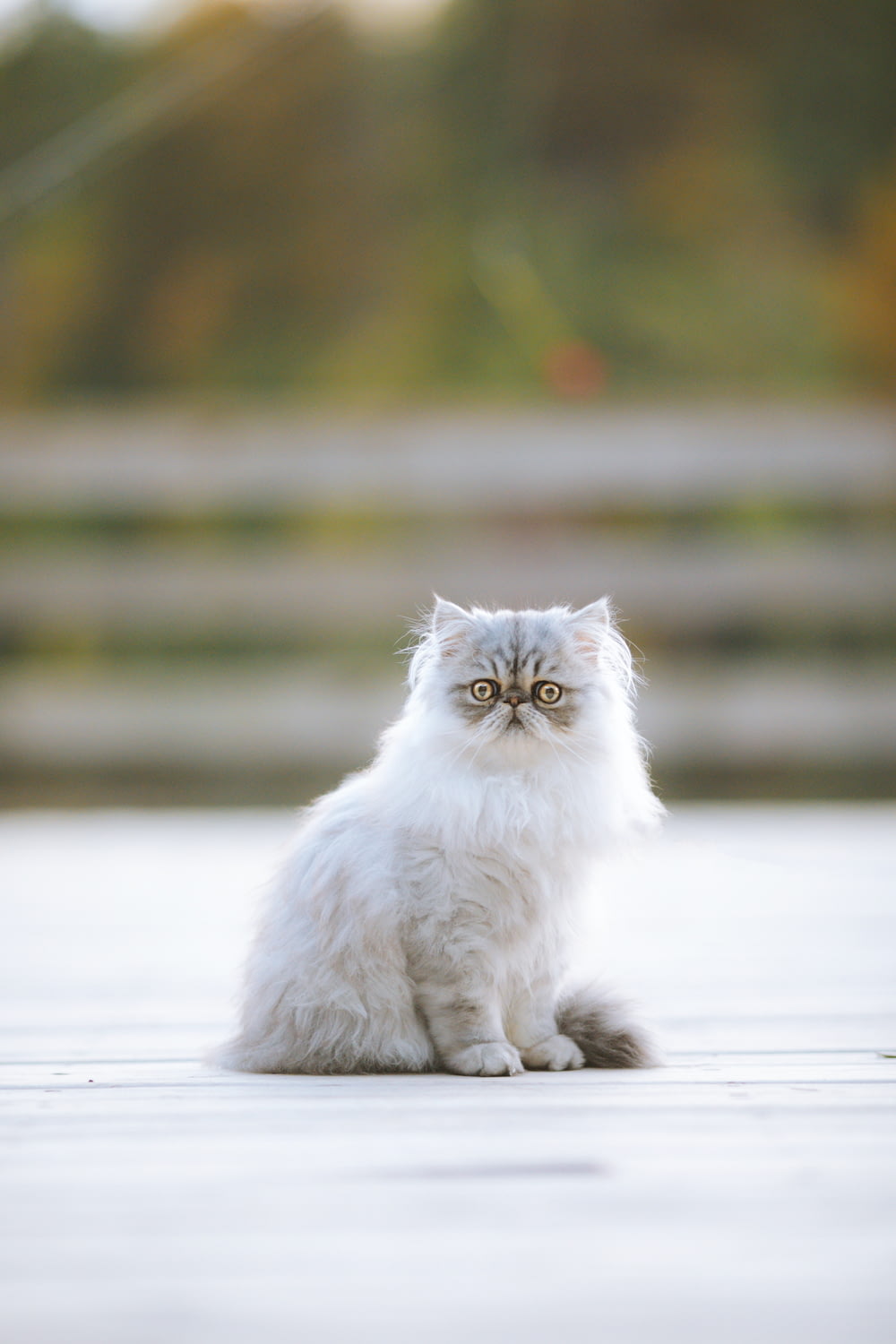 eine weiße Katze, die auf einem Holzboden sitzt