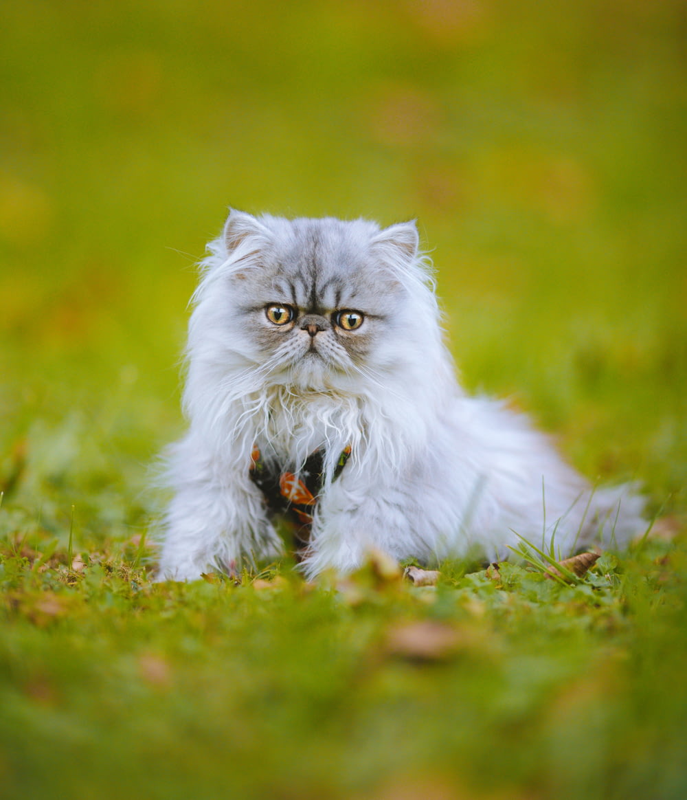un gato que está acostado en la hierba