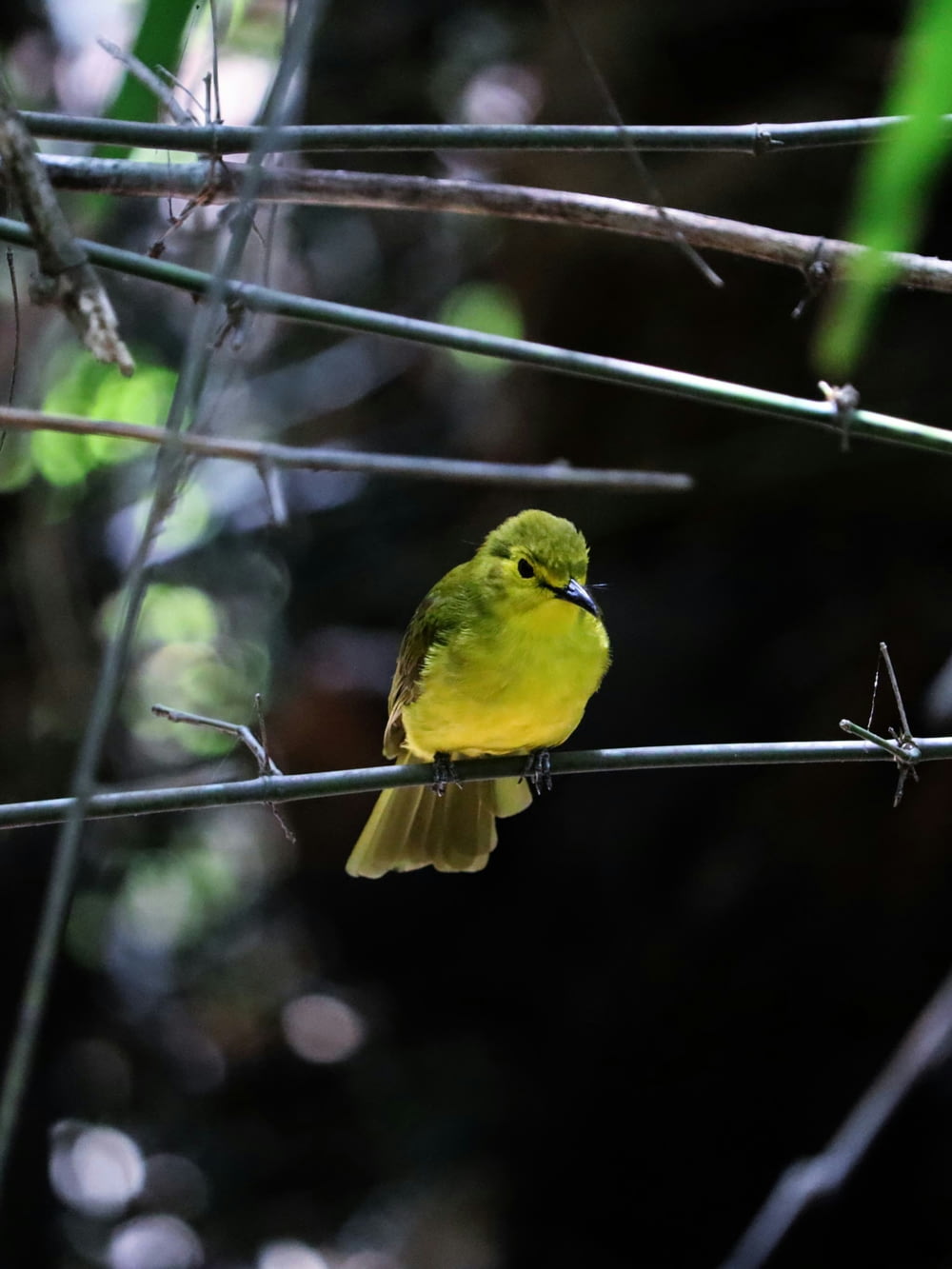 a small yellow bird sitting on a branch