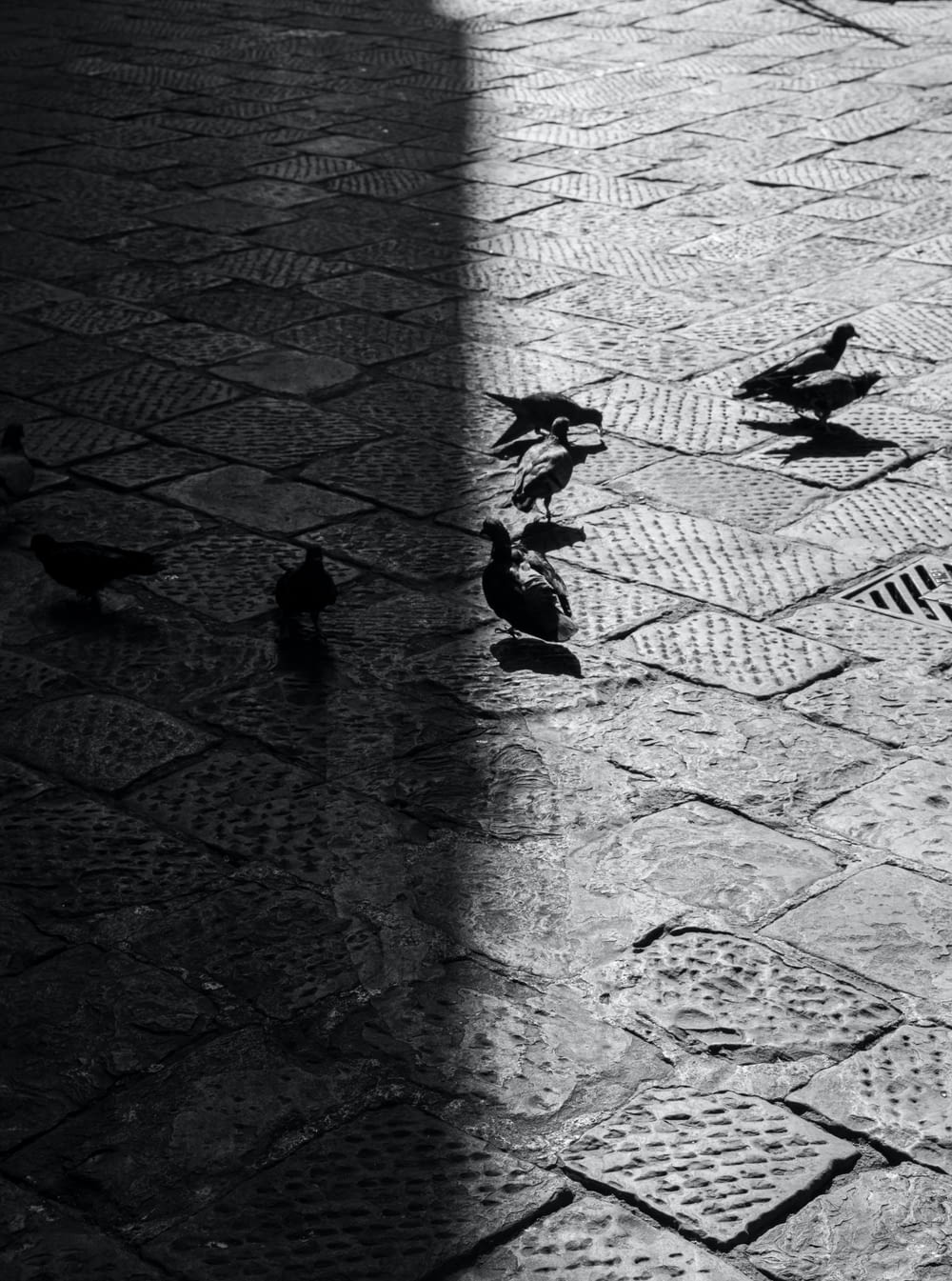 a black and white photo of birds on a cobblestone street