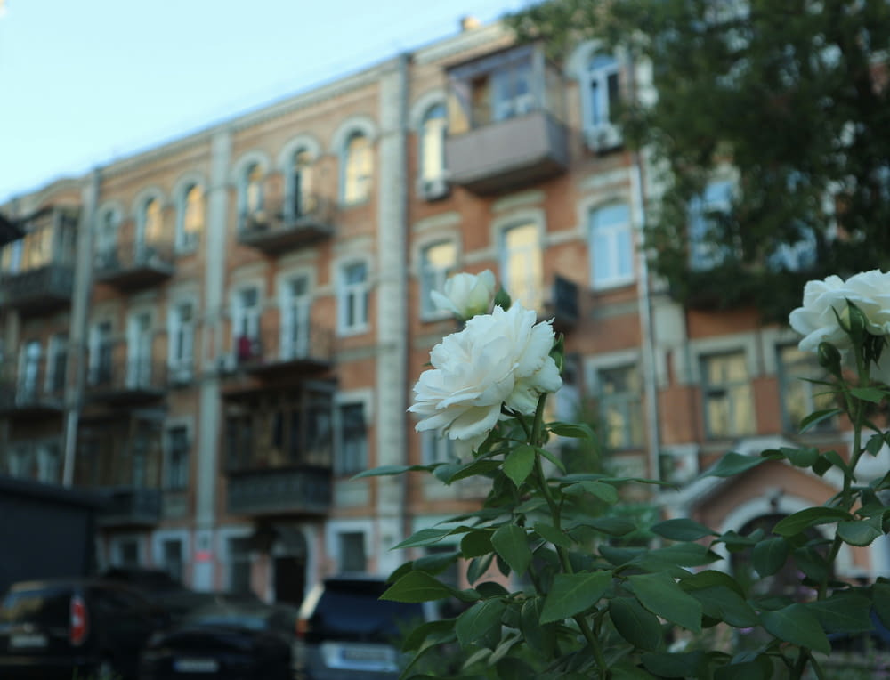 some white flowers in front of a building