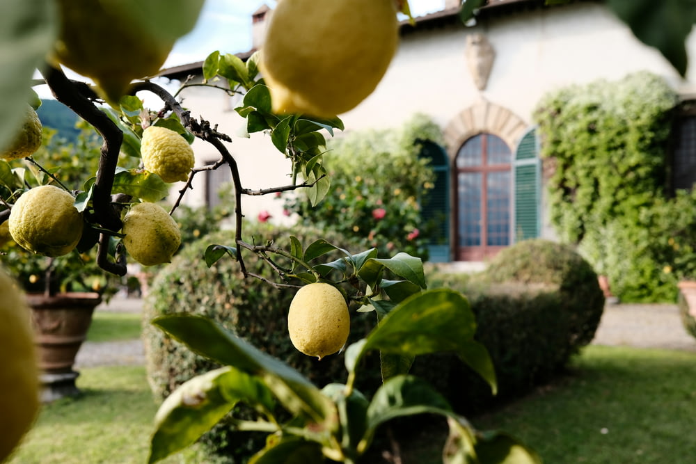 a lemon tree in front of a house