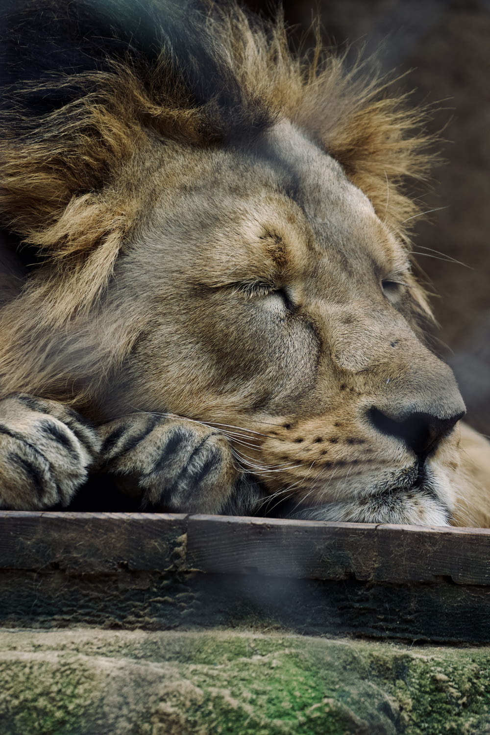 a close up of a lion laying down