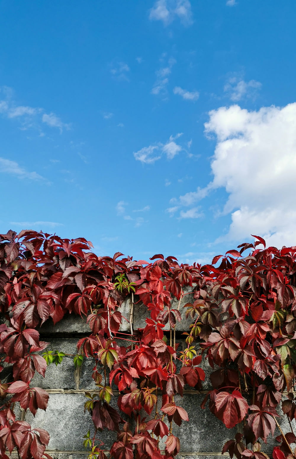 a brick wall covered in red leaves under a blue sky