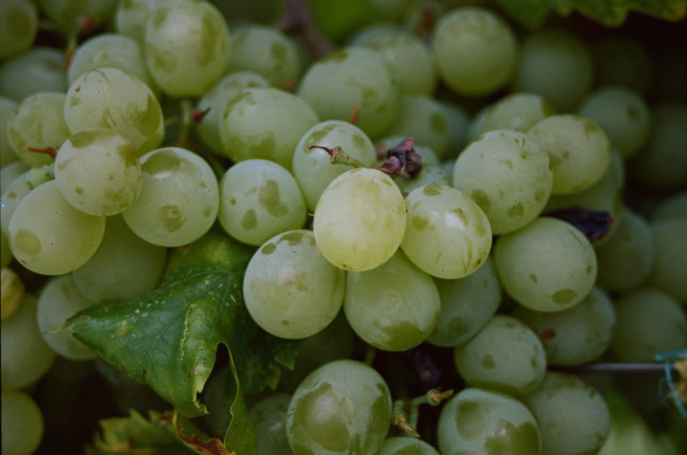 a bunch of grapes that are on a vine