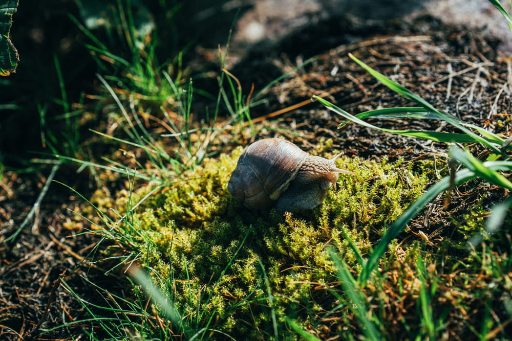 a snail that is sitting on some grass