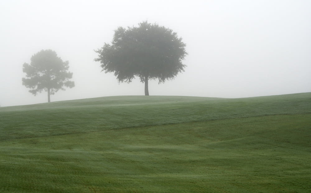 two trees on a foggy golf course