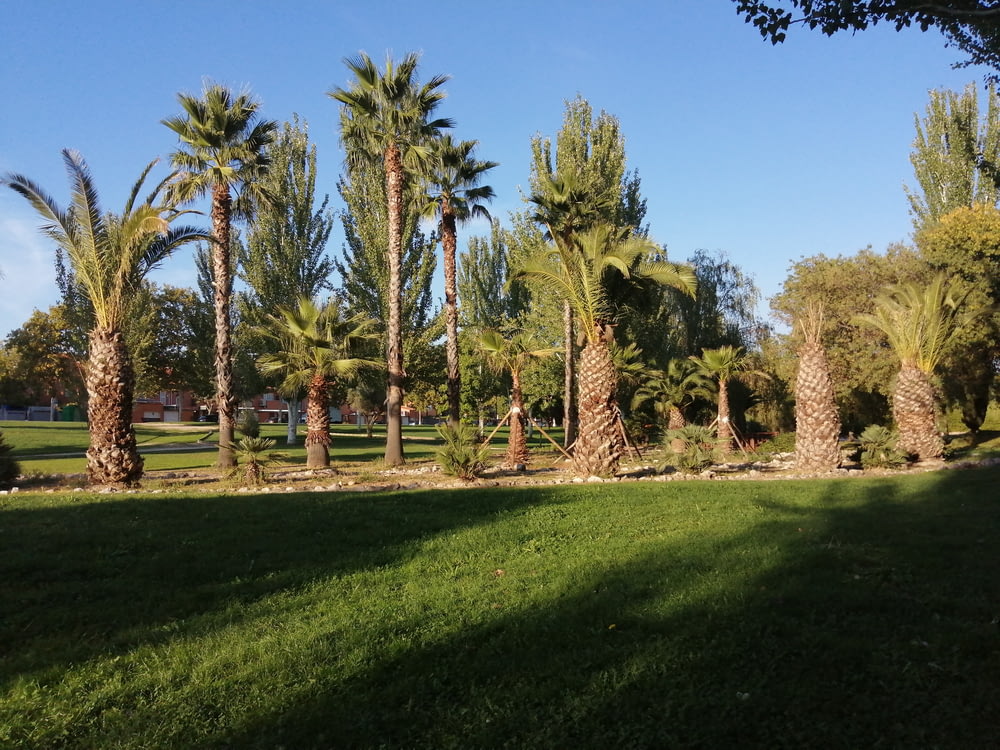 a group of palm trees in a park