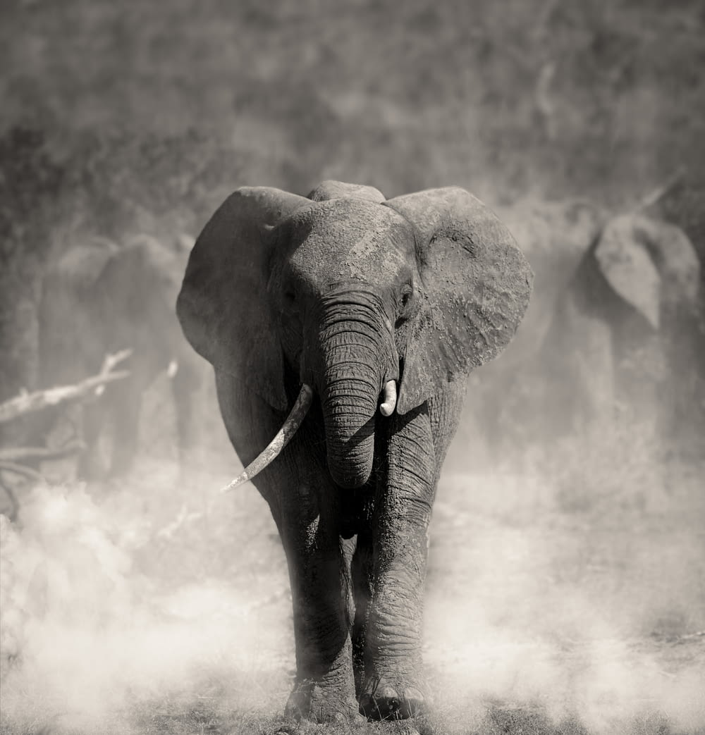 an elephant is walking through the dust in a black and white photo