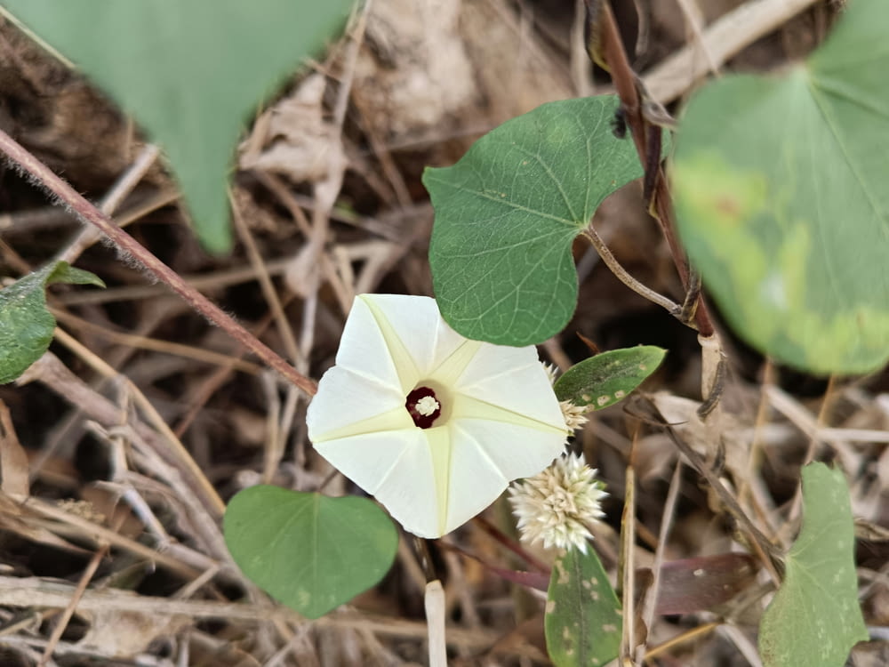 a white flower with a red center surrounded by green leaves