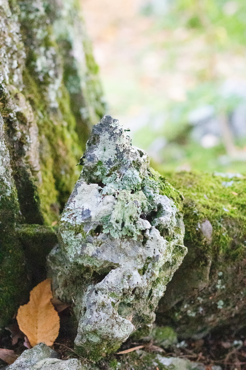 a moss covered tree trunk with a leaf sticking out of it