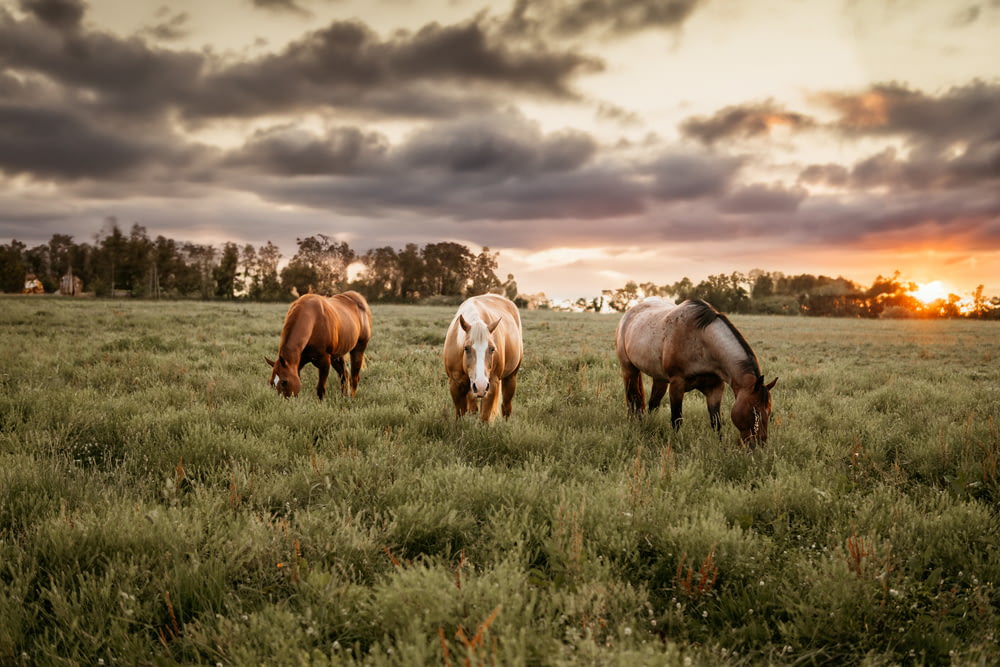three horses grazing in a field at sunset