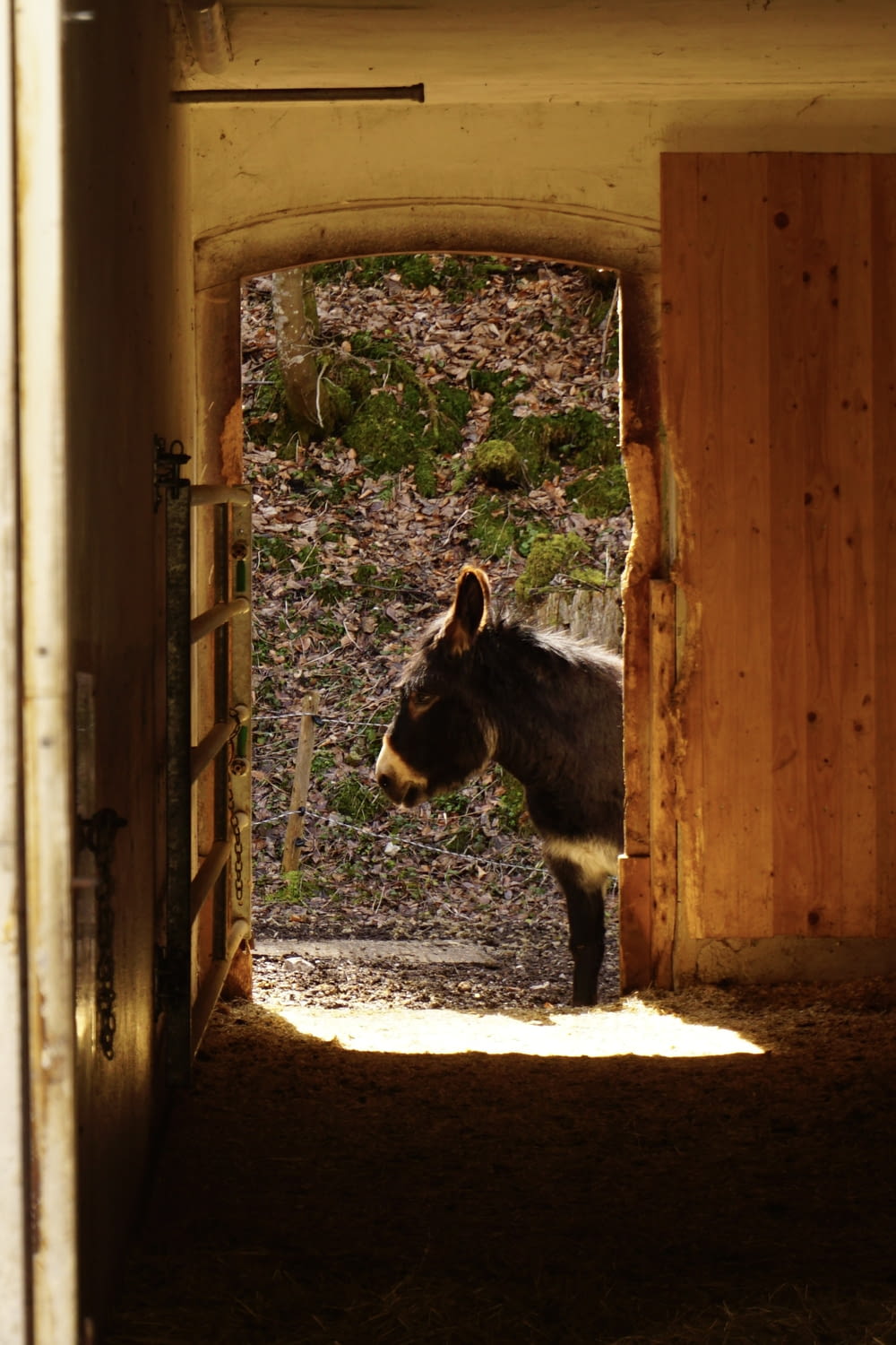 un âne debout dans l’embrasure d’une porte d’un bâtiment