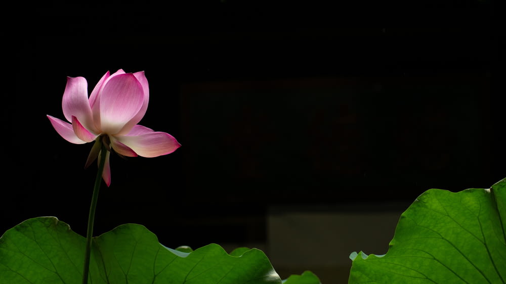 a pink lotus flower sitting on top of a green leaf