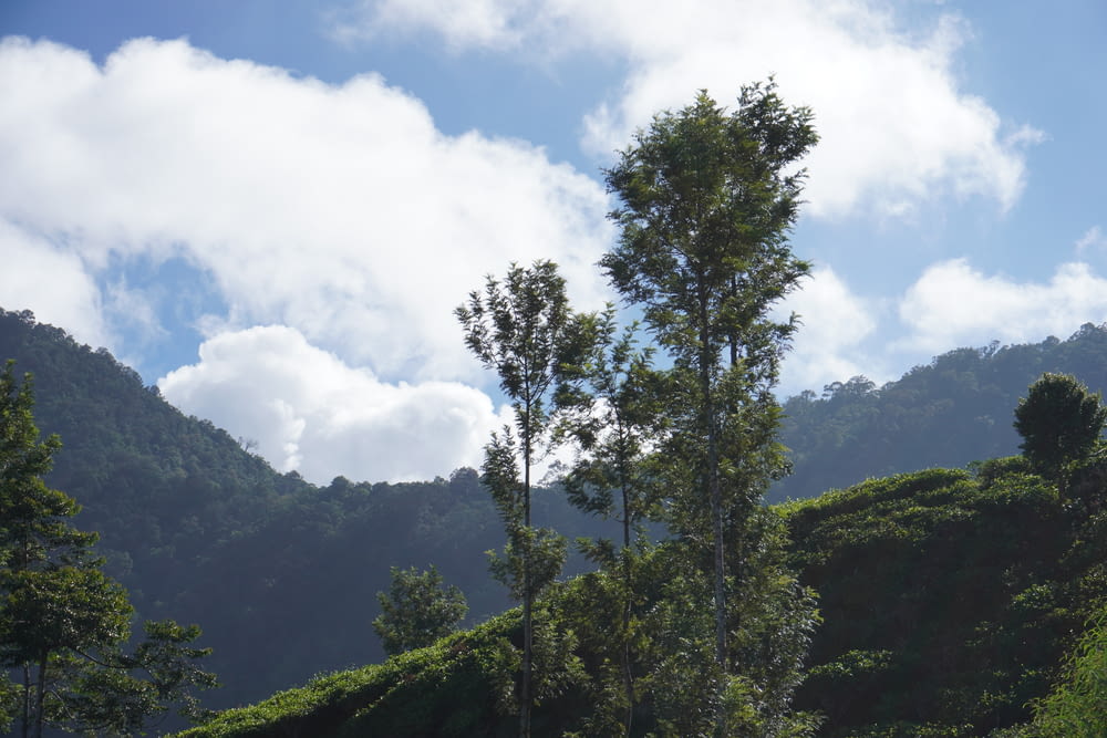 a group of trees sitting on top of a lush green hillside