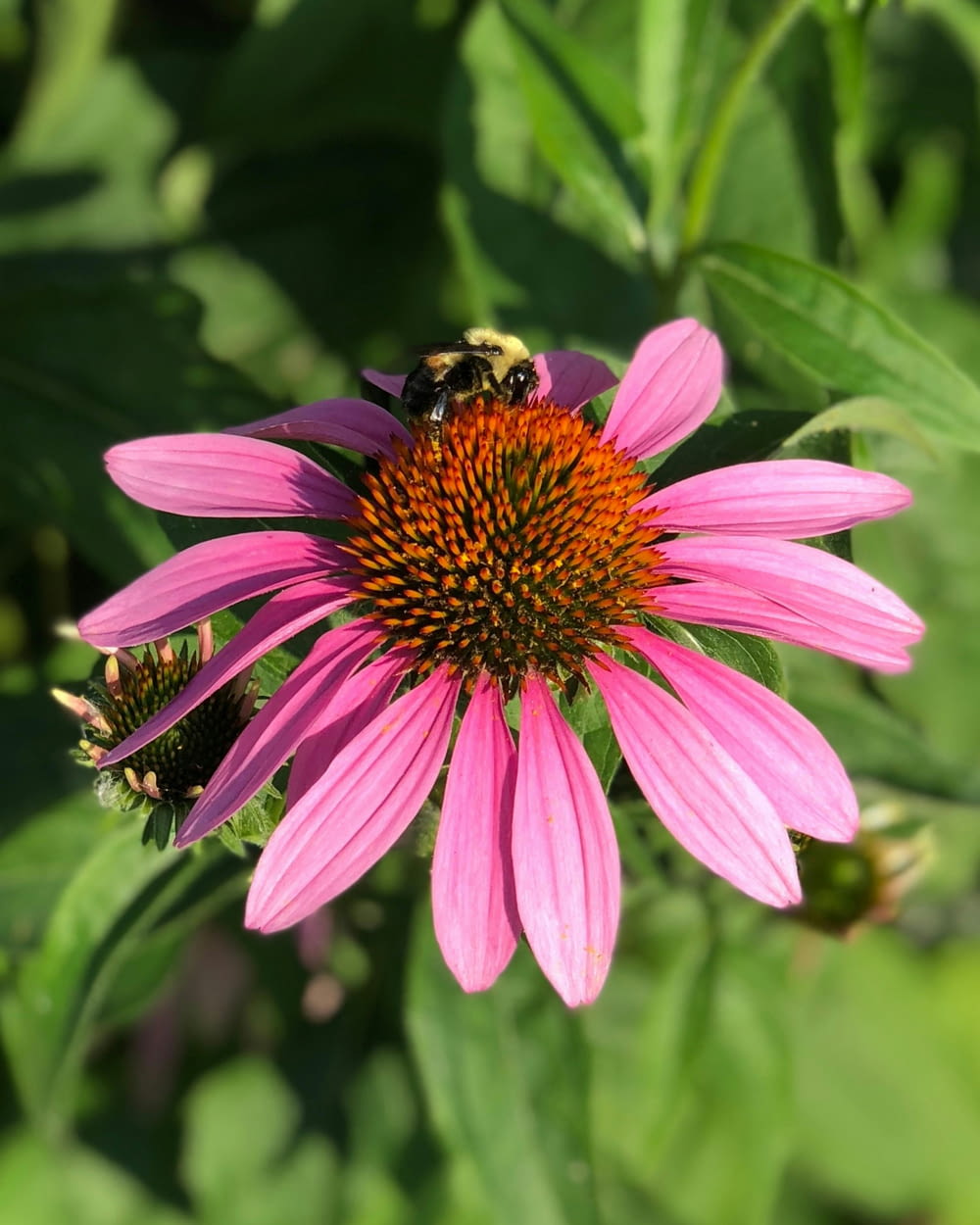 a pink flower with two bees on it