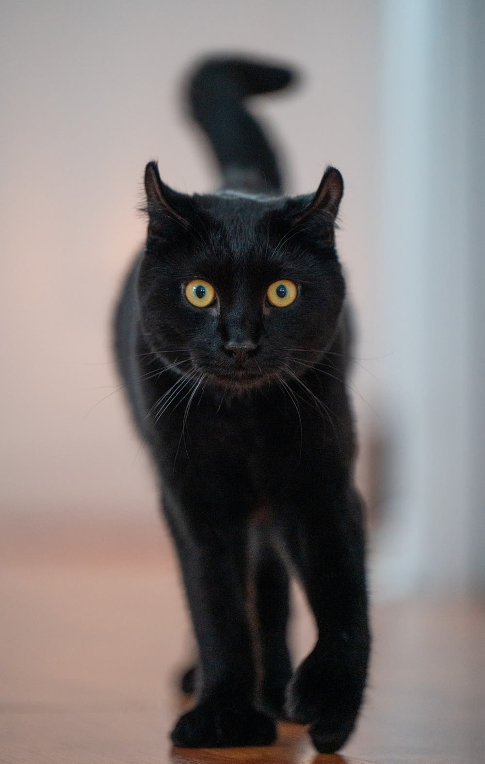 un gato negro caminando por un suelo de madera