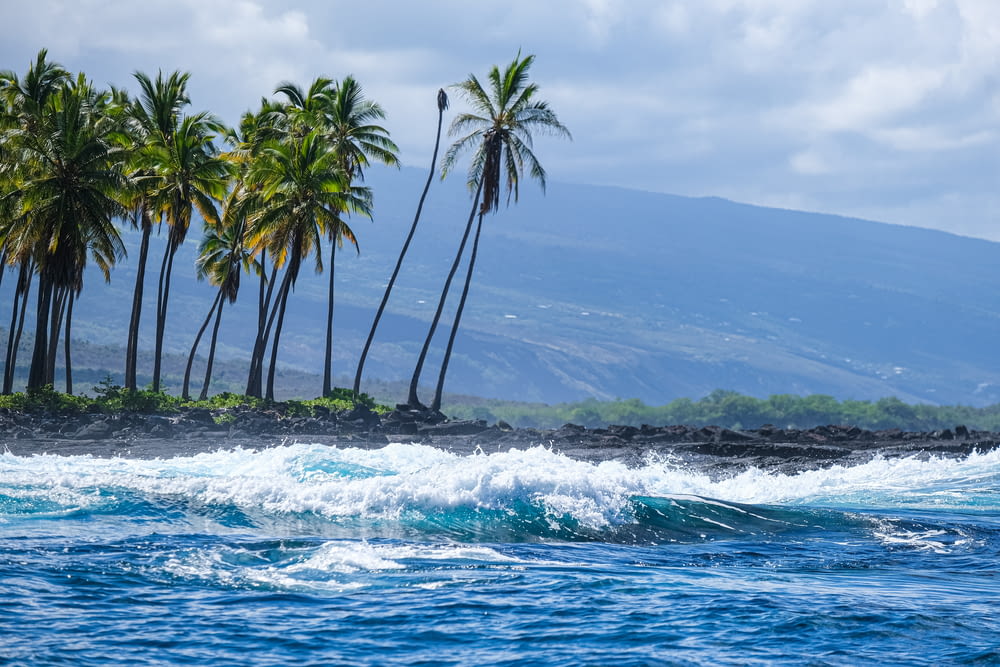 palm trees line the shore of a tropical island
