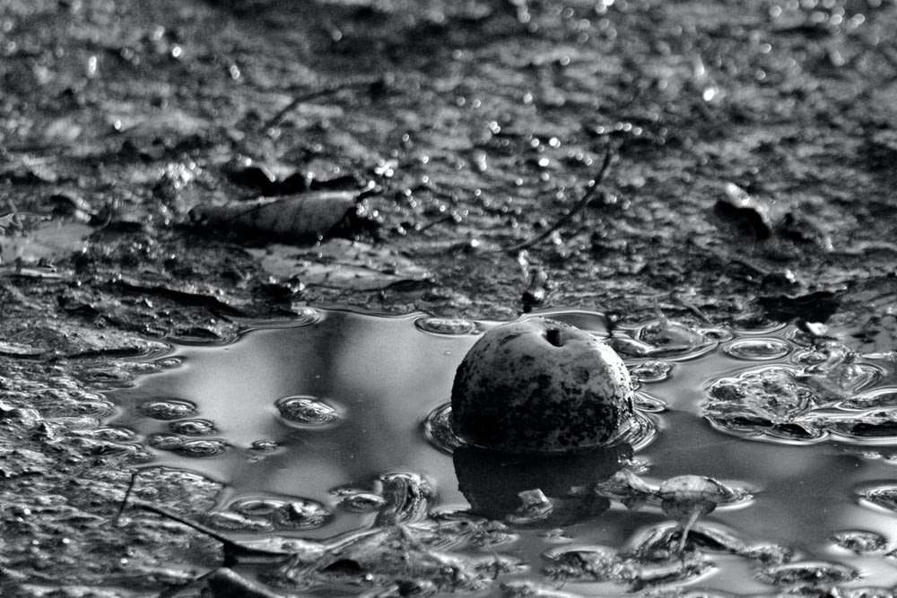 a black and white photo of an apple in a puddle of water